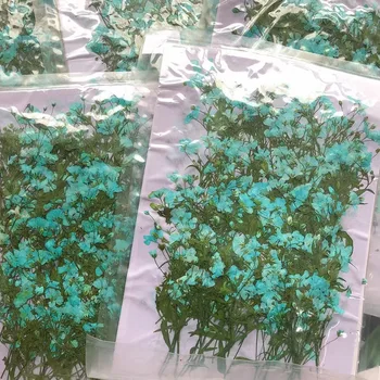 250pcs Presuotų Džiovintų Mėlyna Muilinių Gubojų Linn Gėlių Su Koteliu Augalų Herbariumas Papuošalai Atvirukas Pakvietimo, 