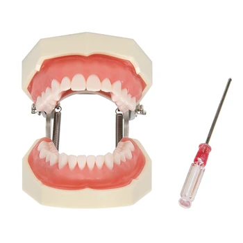 Mokymo Modelį Dantų Modelį, Stomatologas, Bendrauti Su Pacientais Standartas Dantų Modeliai Su 28 Dantis Ir Minkšta Guma
