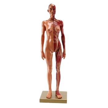 1Pcs 30Cm Skulptorius Žmogaus Kūno Anatomijos Modelis CG Raumenų Skeletas Tapybos, Skulptūros Mokymo