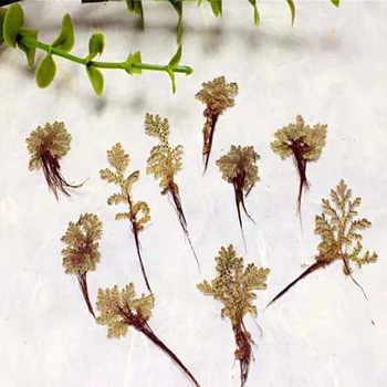 60pcs Presuotų Džiovintų Lemna Minor Žolės, Gėlių, Augalų Herbariumas Papuošalai Žymą Telefono dėklas Atvirukas Pakvietimo, 